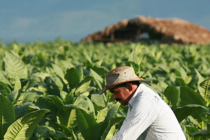 7. Plantíos de tabaco. Foto - La Aurora