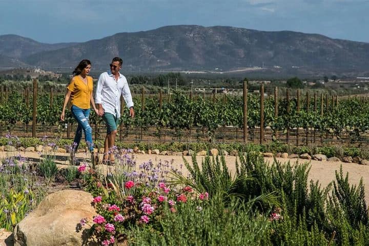 8. Valle de Guadalupe. Foto - Grupo Presidente