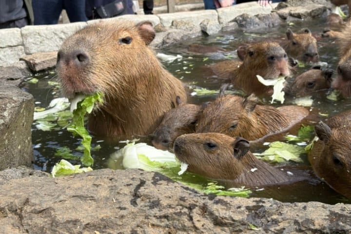 8. Capibara onsen de col china. Foto - @izushabotenpark (X)