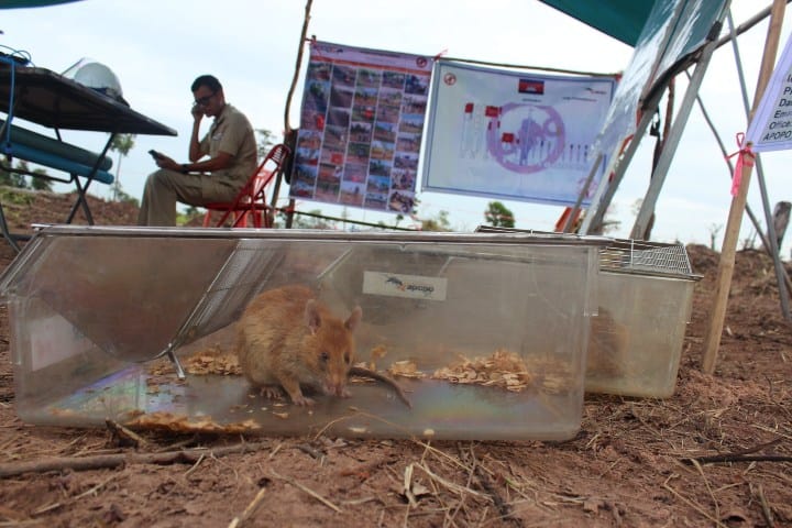 8. HeroRAT antes probar sus habilidades. Foto - Sarah Clune Hartman (Facebook)