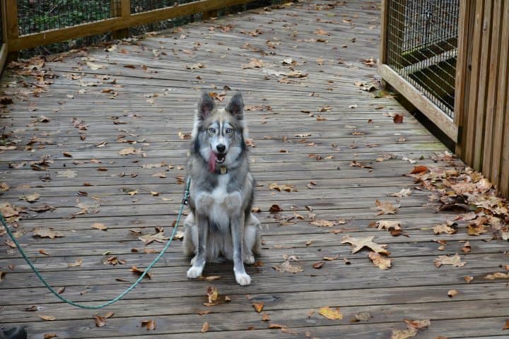 8. Mascota en el Parque Nacional Congaree. Foto - Congaree National Park (Facebook)