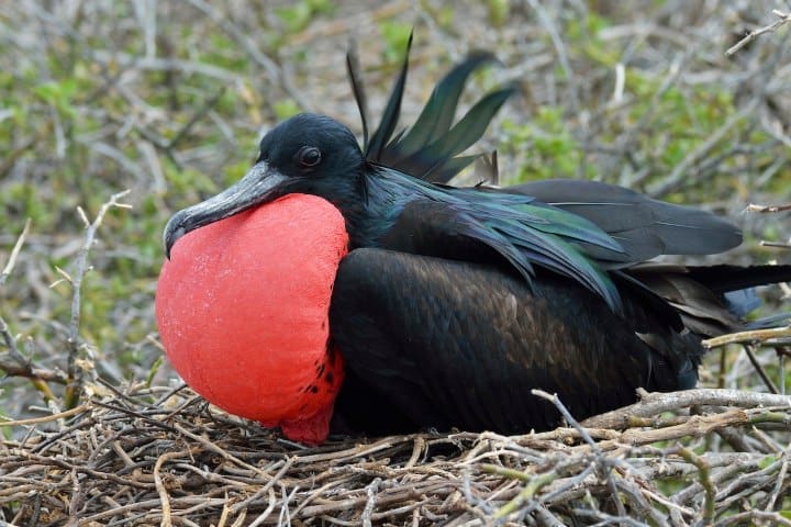 8. Fragata Magnífica. Foto - Birds of the World