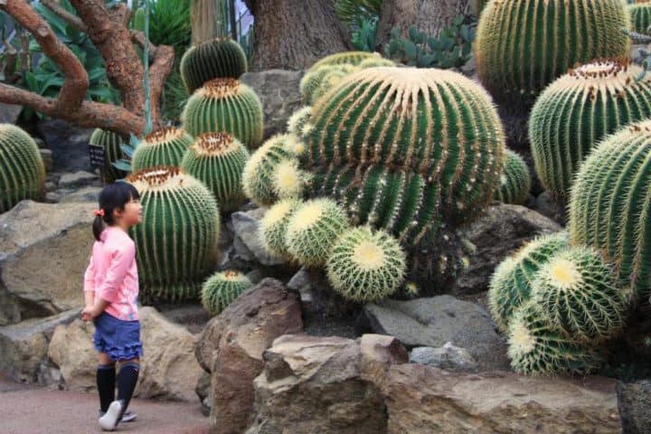 9. Invernadero de cactus en el Zoológico Izu Saboten. Foto - 伊豆シャボテン動物公園グループ (Parque del grupo de animales Izu Cactus) (Facebook)