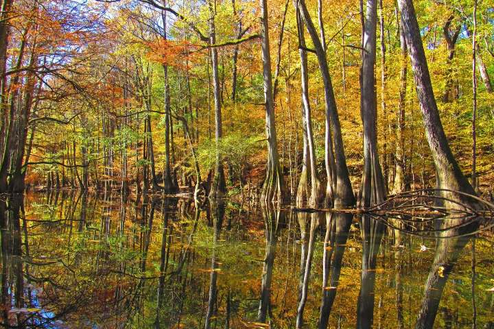 9. Bosque inundado de Congaree durante el otoño. Foto - Congaree National Park (Facebook)