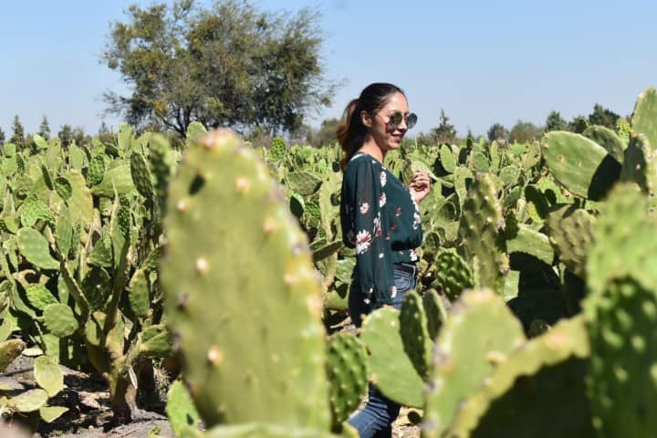 9. Visitante en campo de nopales de Valtierrilla. Foto - Estado de Guanajuato, México (Facebook)