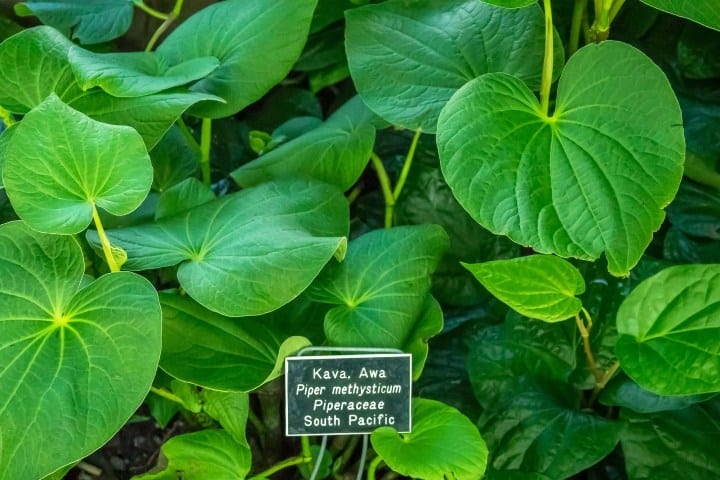 9. Planta de kava. Foto - Sensi Seeds