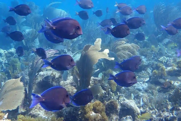 9. Snorkel en Shoal Bay West. Foto - Snorkeling Report