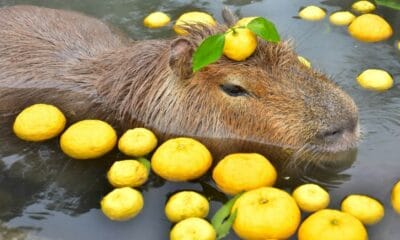 CAPIBARA ONSEN, LOS BAÑOS TERMALES PARA CAPIBARAS