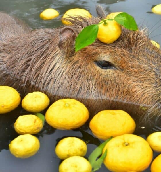 CAPIBARA ONSEN, LOS BAÑOS TERMALES PARA CAPIBARAS