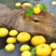 CAPIBARA ONSEN, LOS BAÑOS TERMALES PARA CAPIBARAS