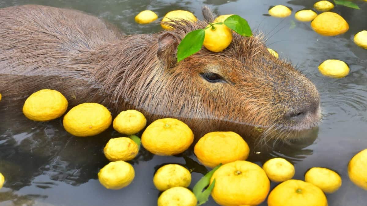 CAPIBARA ONSEN, LOS BAÑOS TERMALES PARA CAPIBARAS