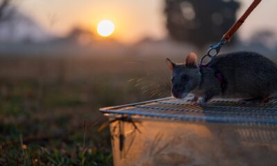 HERORATS, LAS RATAS GIGANTES DE CAMBOYA