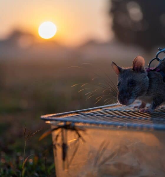 HERORATS, LAS RATAS GIGANTES DE CAMBOYA