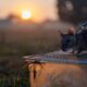 HERORATS, LAS RATAS GIGANTES DE CAMBOYA