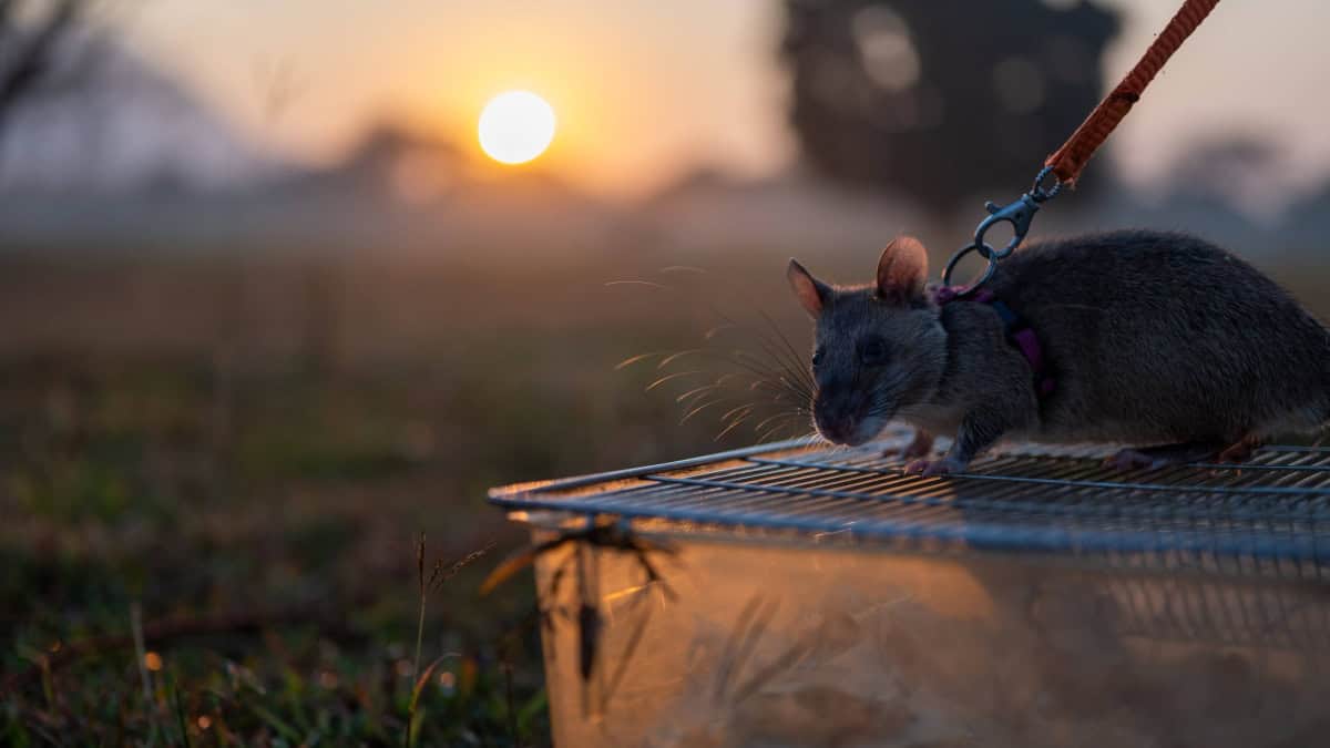 HERORATS, LAS RATAS GIGANTES DE CAMBOYA