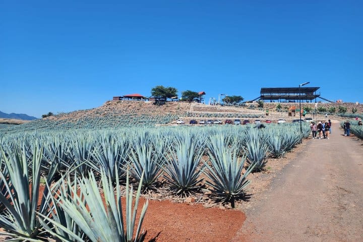 11. Campo de agave en Jalisco. Foto - Rehiletes