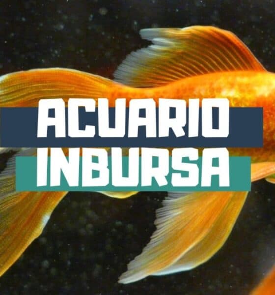 CONOCIENDO EL ACUARIO INBURSA CON TURIBUS