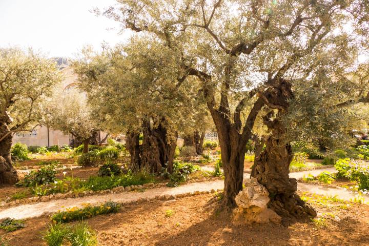 1. Árboles de olivo en el Jardín de Getsemaní, en el Monte de los Olivos. Foto - Getty Images
