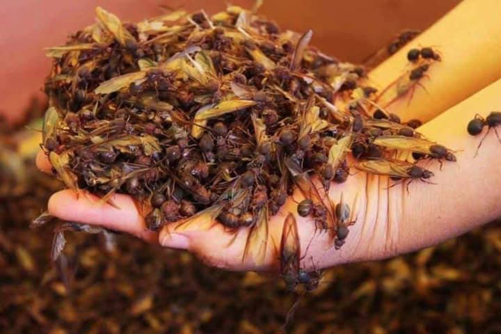 1. Hormigas chicatanas. Foto - El Porvenir