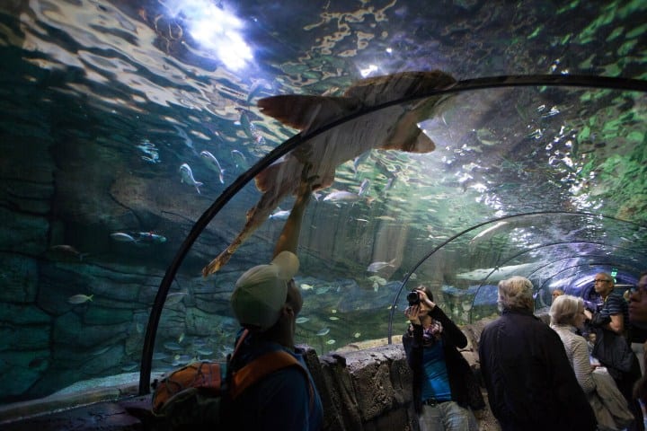 1. SEA LIFE de Sídney. Foto - Alamy