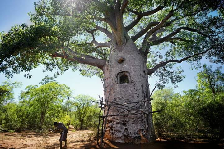 10. Baobab con agujero para extraer agua en África. Foto - Steemit