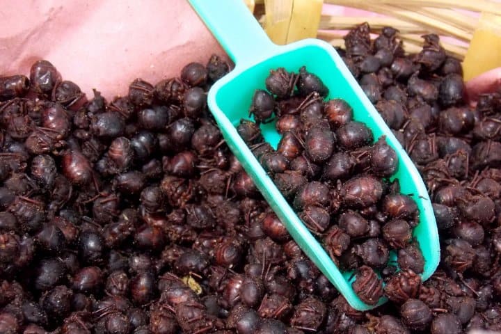 11. Hormigas chicatanas. Foto - Permahabitat Centro de Capacitación en Permacultura Para la Vida Sostenible (Facebook)
