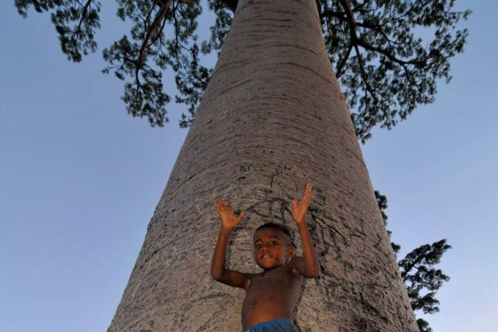 11. Niño en un baobab. Foto - Alamy
