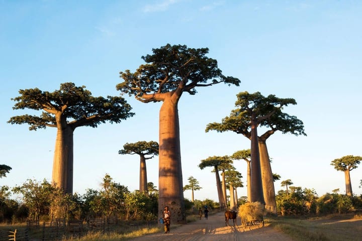 12. Avenida de los baobabs en Madagascar. Foto - Alamy