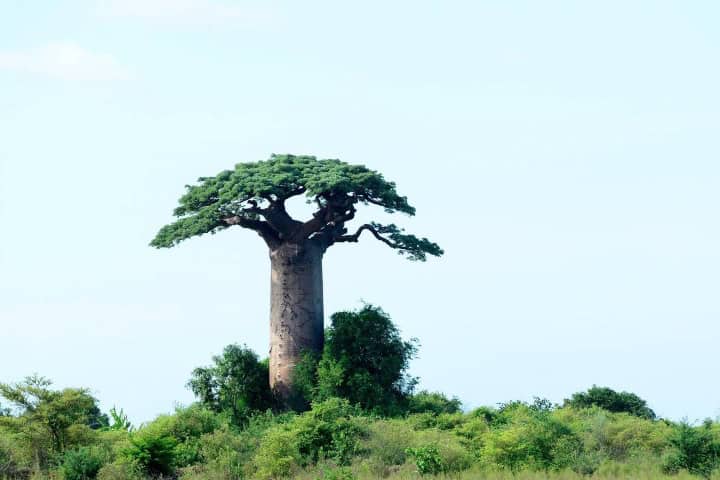 13. Baobab solitario en medio de la maleza de Madagascar. Foto - Alamy
