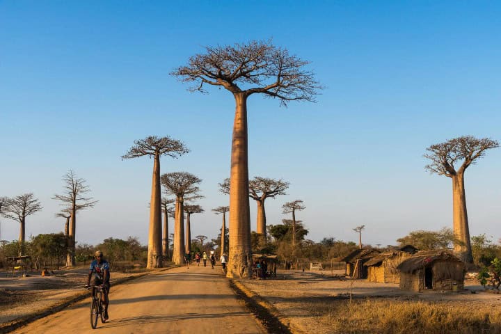 14. Viajeros y locales en la avenida de los boababs. Foto - Alamy