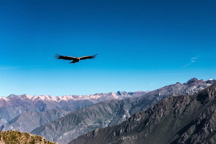 2. Cóndor volando sobre el Cañón del Colca. Foto - Alamy