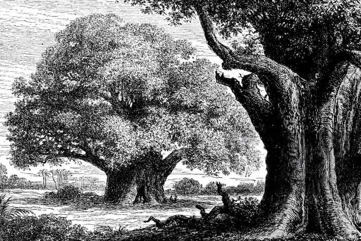 2. Antigua ilustración botánica del árbol baobab. Foto - Getty Images