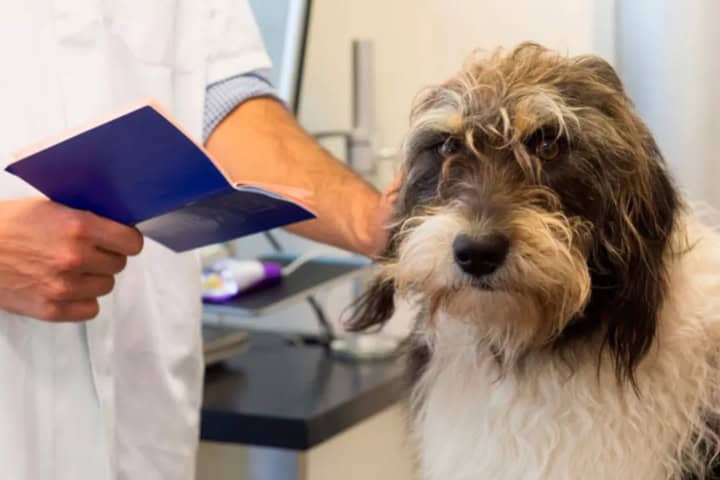 2. Revisión veterinaria. Foto - DNI