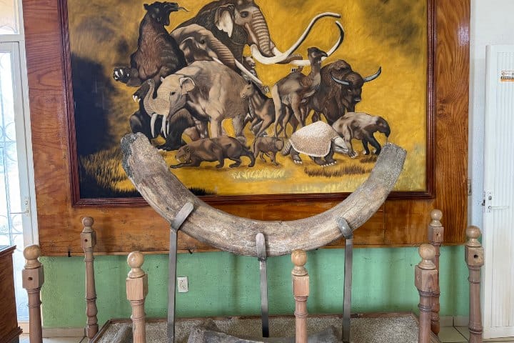 20. Exhibición de huesos en el Museos Comunitario de San Pablo de las Salinas. Foto - Alí Diosdado