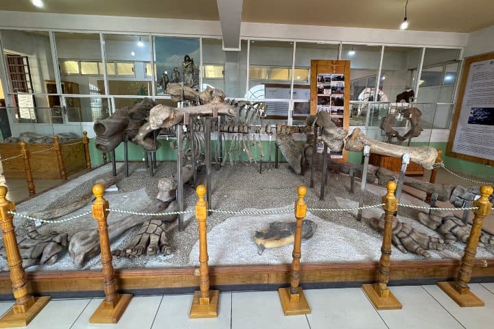 21. Exhibición de huesos en el Museo Comunitario de San Pablo de las Salinas. Foto - Alí Diosdado