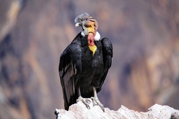 3. Cóndor en Colca. Foto - Alamy