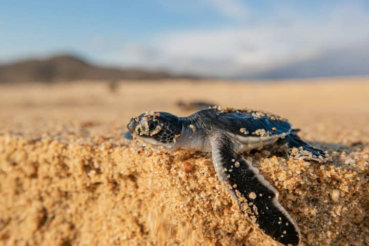 3. Liberación de tortuga en Michoacán. Foto - Archivo Michoacán