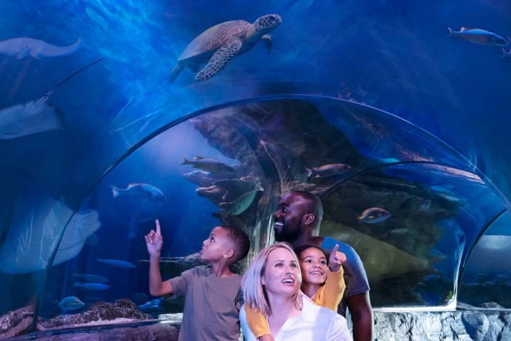 3. Concepto artístico de SEA LIFE Florida. Foto - TM Americas