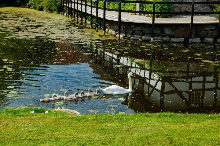 4. Cisnes en el Castillo de Egeskov en Dinamarca. Foto - Alamy