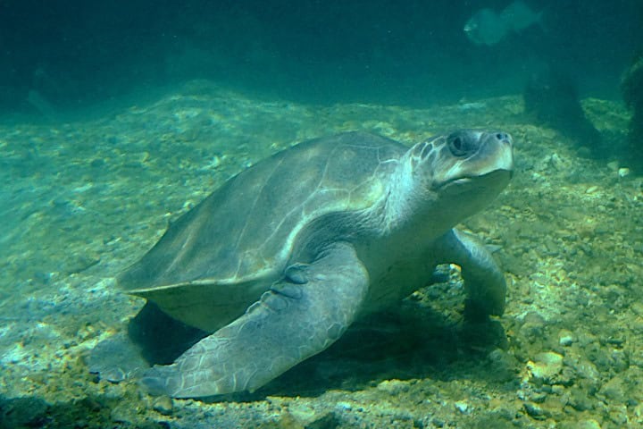 4. Tortuga golfina. Foto - Wikimedia Commons