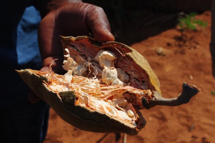 4. Fruto del árbol baobab. Foto - Tapas Magazine