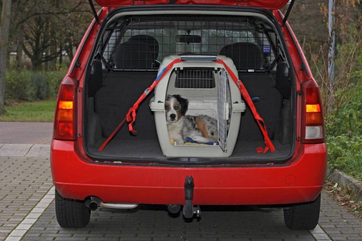 4. Mascota dando un paseo en transportadora. Foto - Alamy
