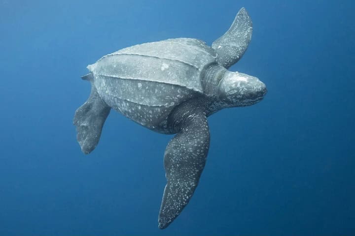 5. Tortuga laúd. Foto - aninu