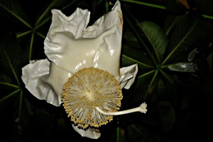5. Flor del baobab. Foto - JotaDe (Facebook)