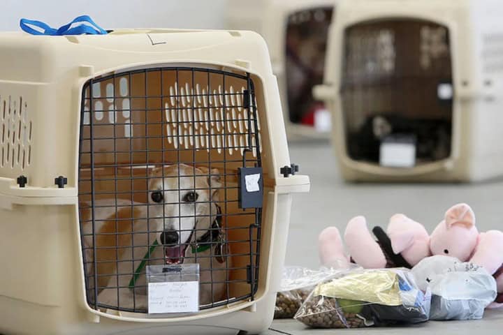 5. Mascota en transportadora. Foto - Getty Images