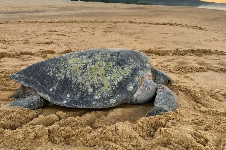 6. Tortuga negra. Foto @proyectotortuganegra (Instagram)