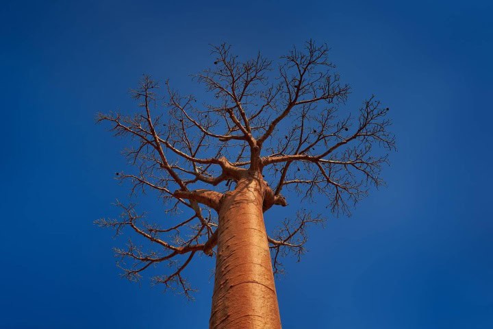 6. Copa del árbol baobab sin hojas. Foto - Alamy