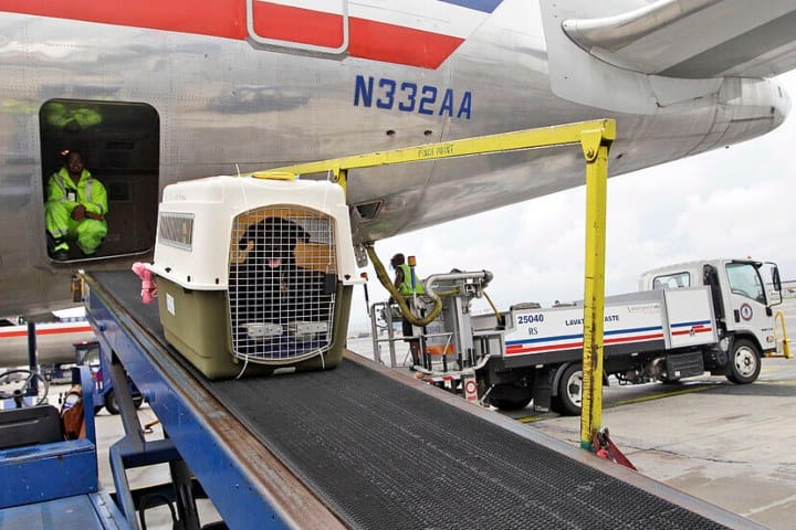 6. Mascota bajando de avión. Foto - El Mundo