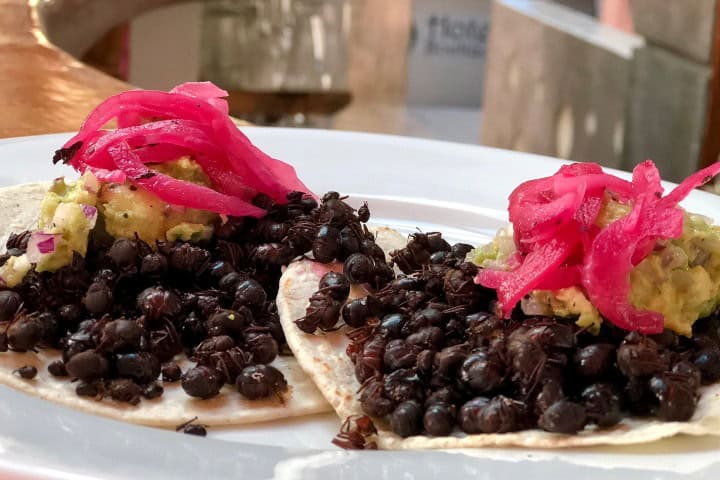 7. Tacos de chicatanas en A&V Hotel Boutique. Foto - @AVHotelBoutique (X)