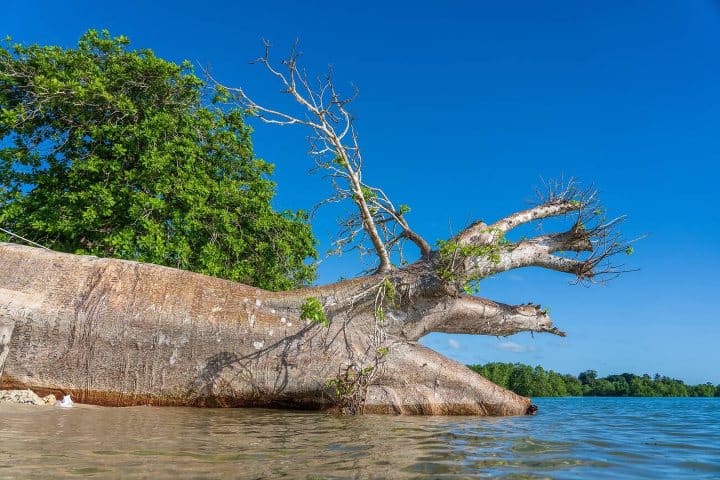7. Árbol baobab caído. Foto - Alamy
